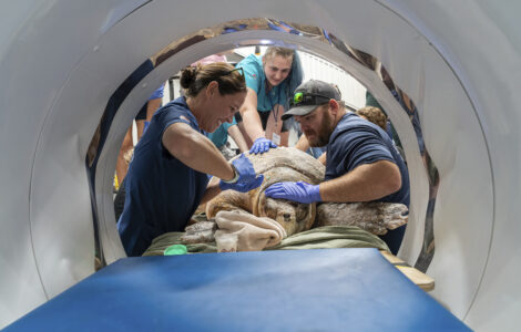 A 302-pound loggerhead sea turtle hit by a boat gets an oversize CT scan, with a surprise